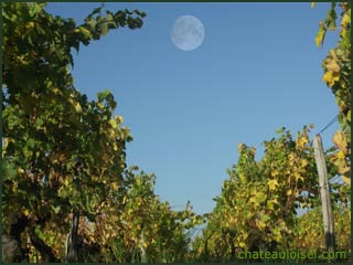 GFV Biodynamie: quand vin et philosophie se marient